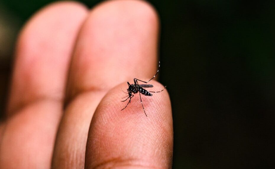 Câmara de Cáceres aprova pacote de melhorias e cobra ações contra a dengue em sessão ordinária