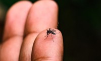 Câmara de Cáceres aprova pacote de melhorias e cobra ações contra a dengue em sessão ordinária
