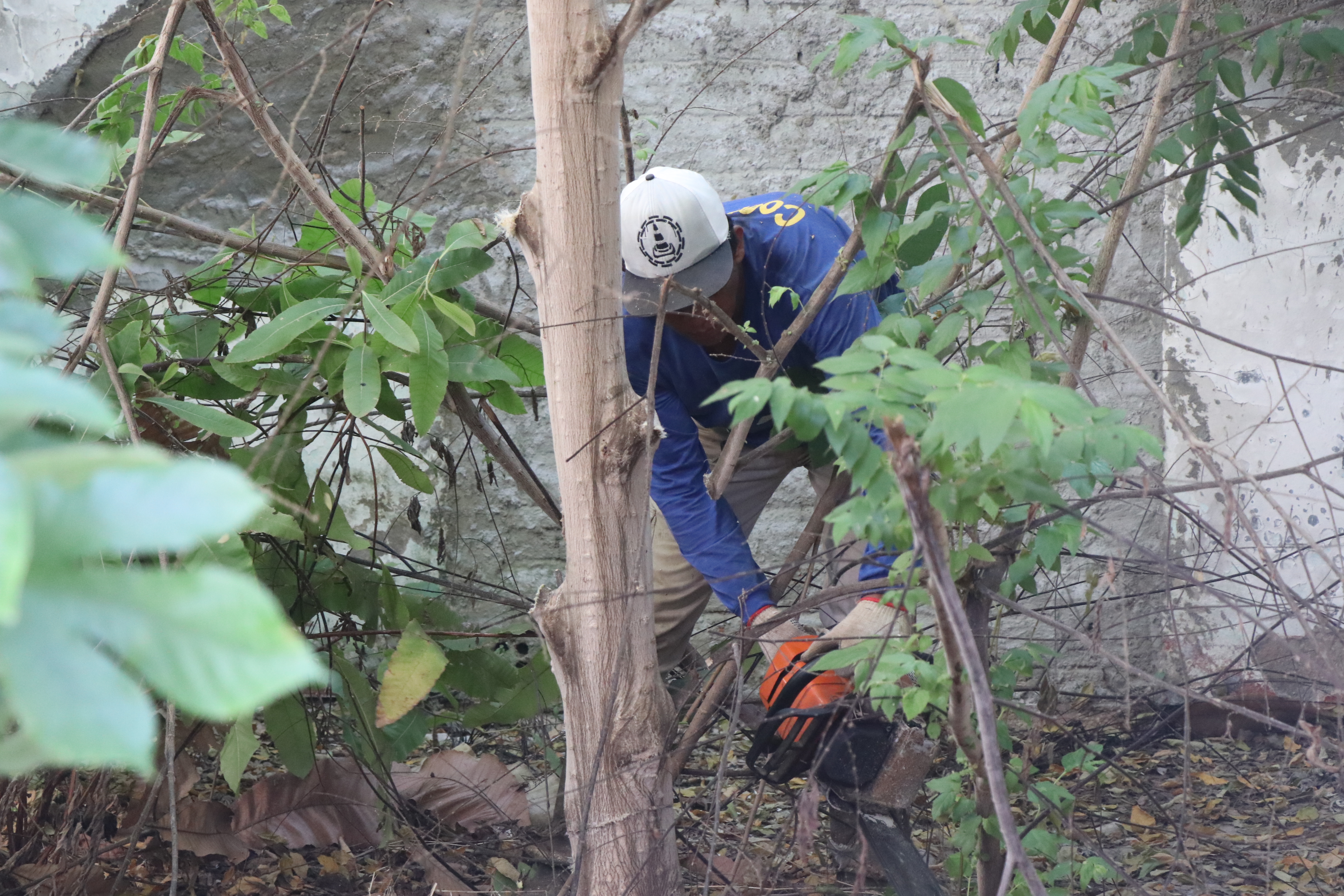 Prefeitura atende solicitação do Legislativo e realiza poda e corte de árvores no antigo prédio da Câmara