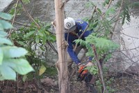 Prefeitura atende solicitação do Legislativo e realiza poda e corte de árvores no antigo prédio da Câmara